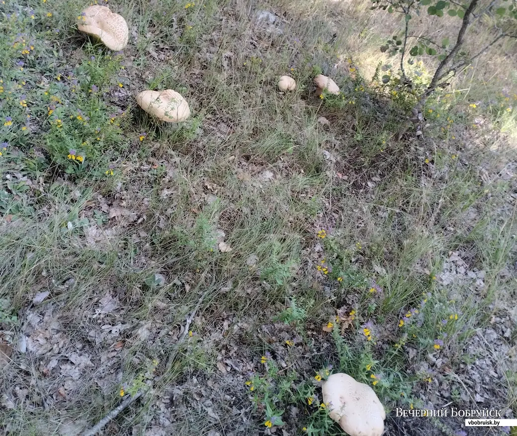 Приятно, когда на полянке сразу пять боровичков. Фото Антонины Трибушевской из Осиповичей.