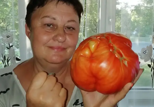 Гигантские помидоры и картошка с дач под Бобруйском: читатели удивляют урожаем