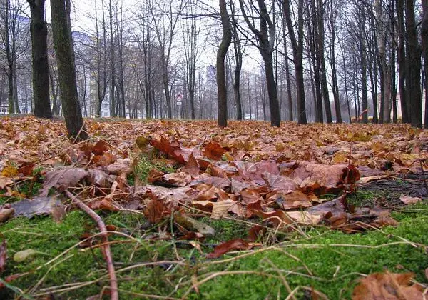 5 ноября 2010 года в Бобруйске. Каким увидели этот день наши фотокорреспонденты (20 фото)
