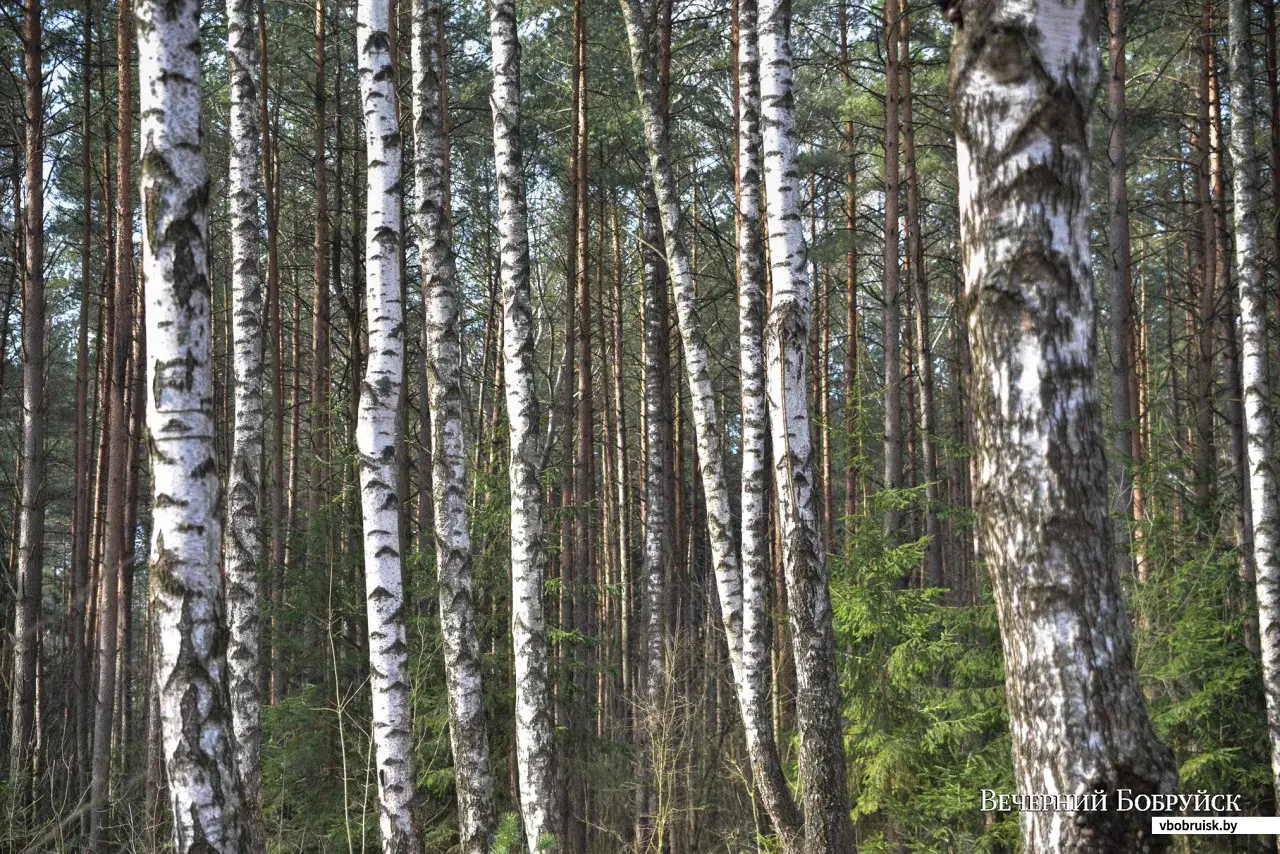 Собираем березовый сок! Репортаж из Бобруйского лесничества | bobruisk.ru