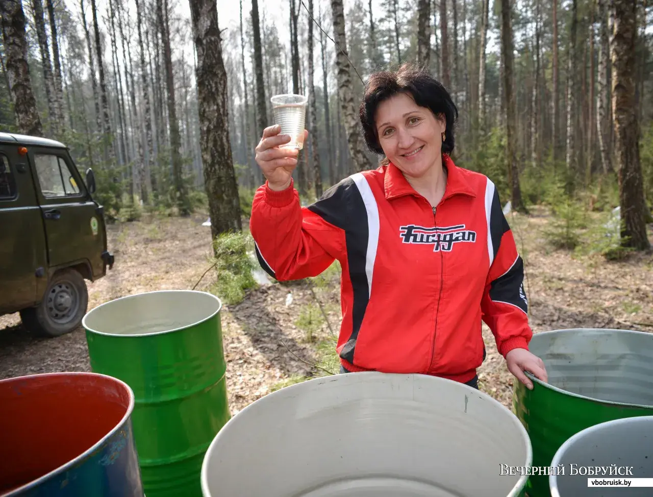 Собираем березовый сок! Репортаж из Бобруйского лесничества | bobruisk.ru