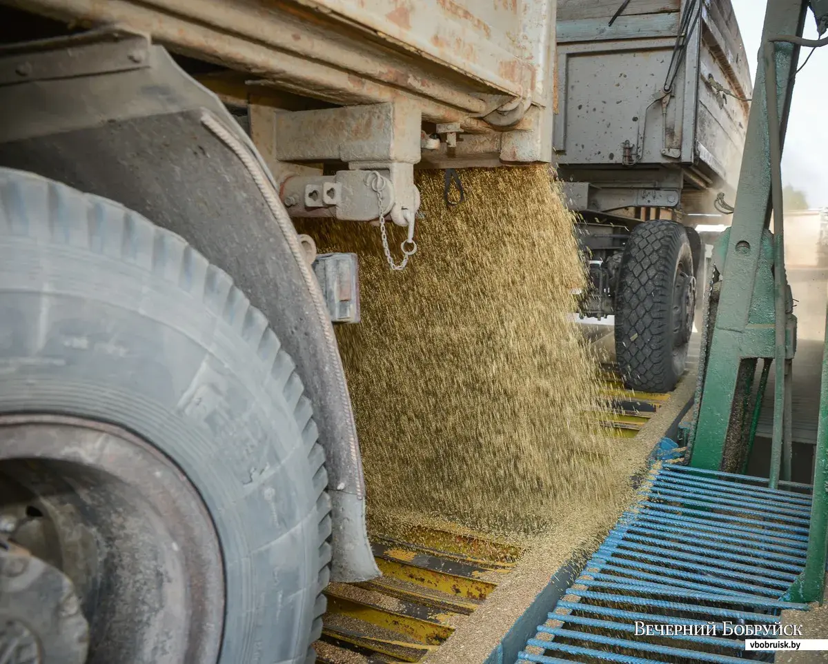 Урожай – в закрома: на бобруйском комбинате хлебопродуктов завершается  заготовка зерновых | bobruisk.ru