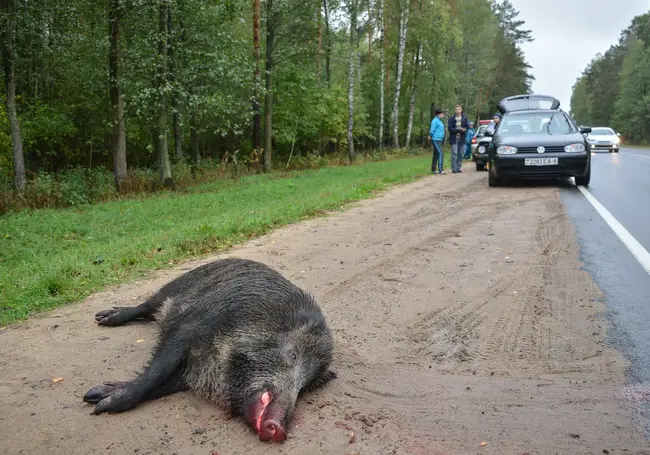 Под Бобруйском автомобиль сбил дикого кабана (дополнено)