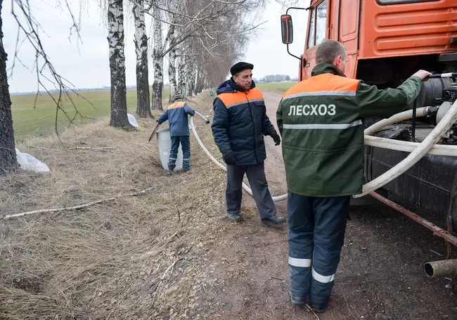 Сколько будет стоить литр березового сока в лесах Бобруйского района и когда начнется заготовка