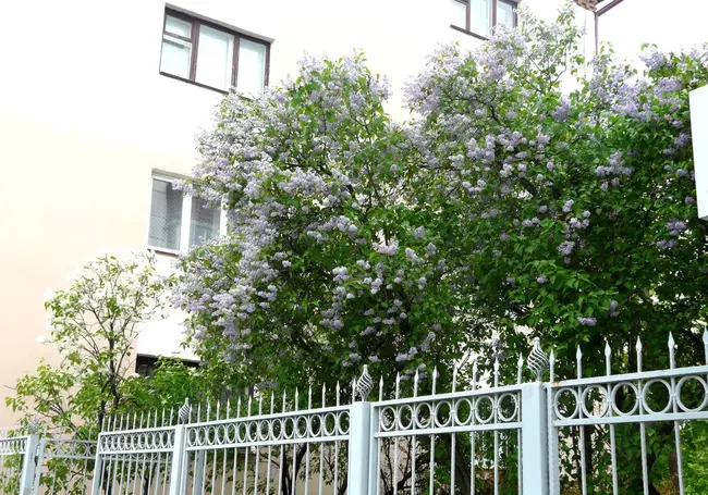 Подводим итоги конкурса «Цветущий май в Бобруйске»