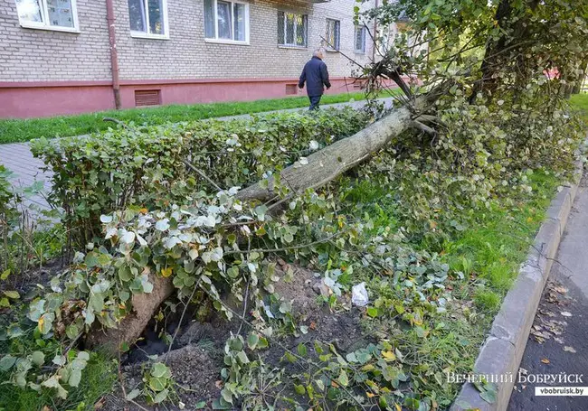 Вчера в Бобруйске во время непогоды падали деревья и столбы