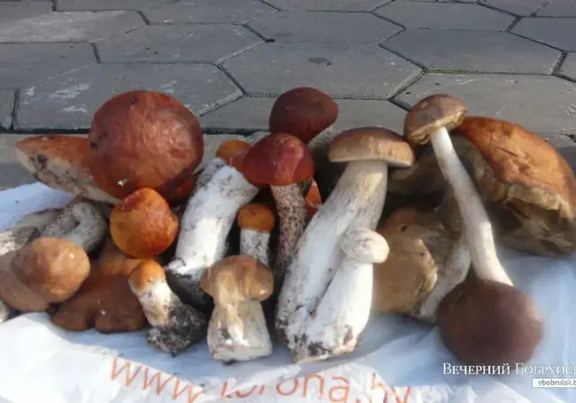 На природных территориях Бобруйска грибы можно собирать везде