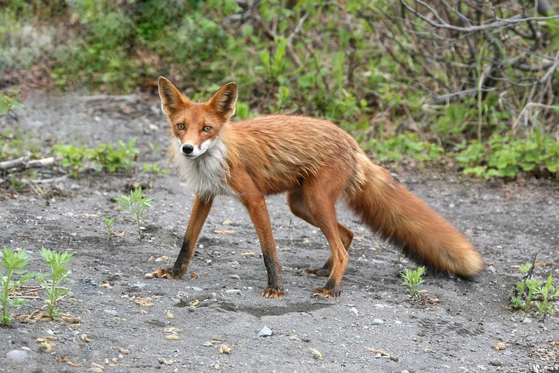 Что делать при укусе собаки и почему лисы в городах опасны? Объясняют  бобруйские медики | bobruisk.ru