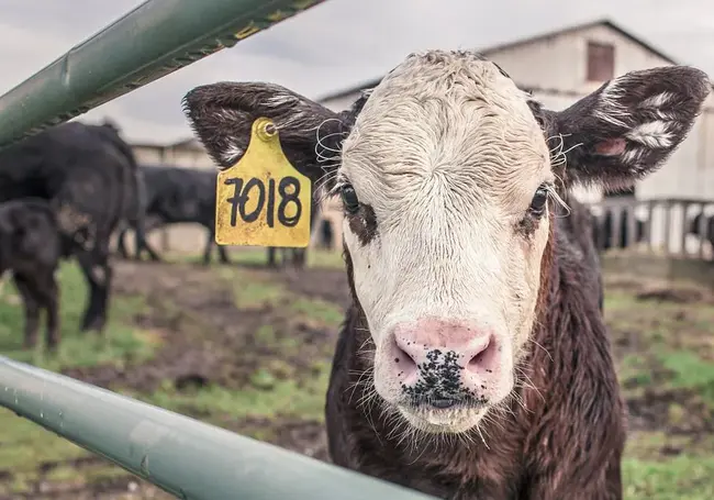 В Бобруйском районе ветеринарный врач «сдавал» в райпо 12 павших коров