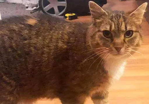 Кошка, потерявшаяся 8 лет назад, вернулась к хозяевам
