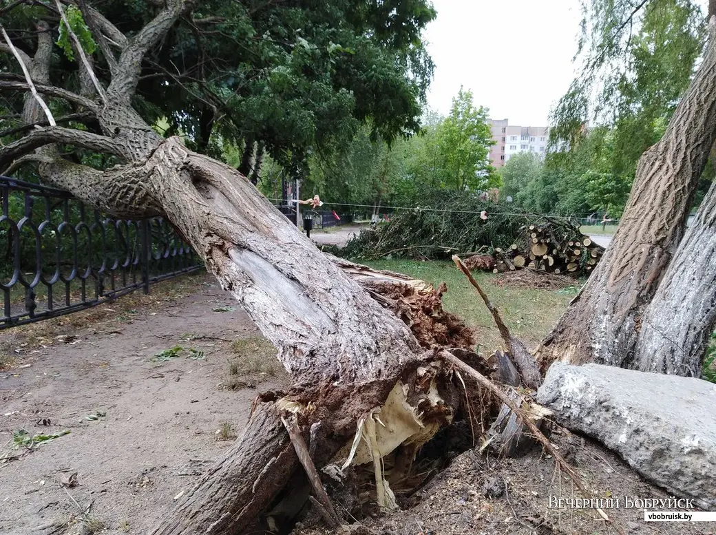 В Бобруйске буря ломает деревья – фотофакты | bobruisk.ru