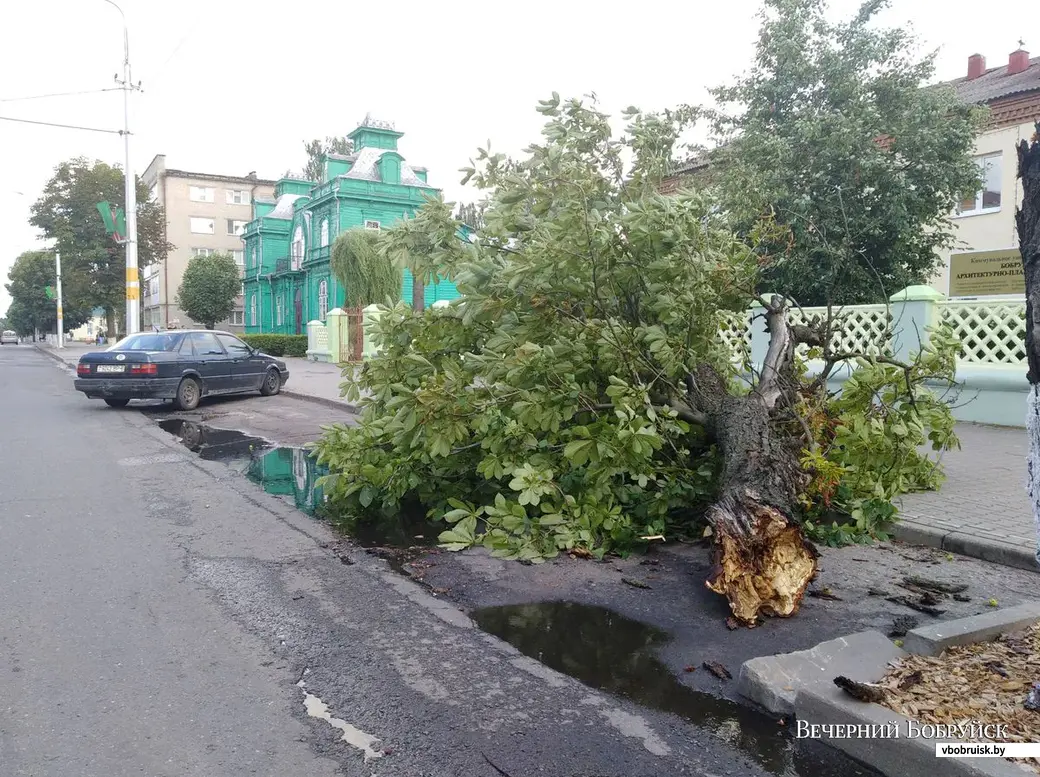 В Бобруйске буря ломает деревья – фотофакты | bobruisk.ru