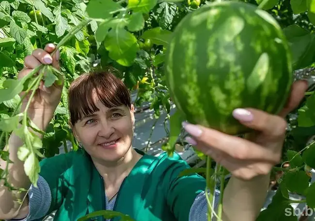 В Кировском районе будут выращивать арбузы