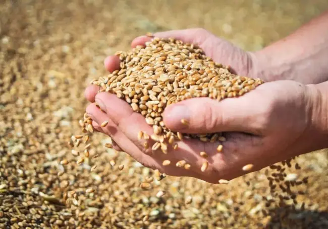 Урожай-2020. В Брестской, Гродненской и Минской областях намолотили по миллиону тонн зерна