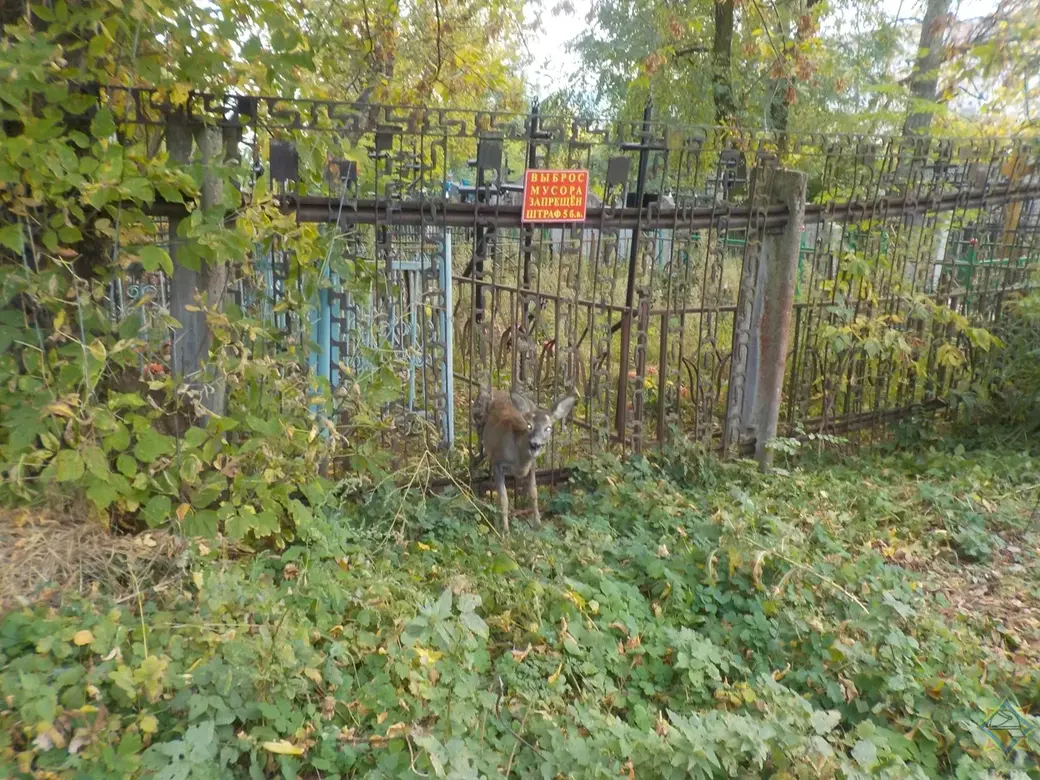 На бобруйском кладбище косуля застряла в заборе. Видео | bobruisk.ru