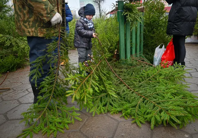 Лесхозы Могилевской области планируют продать в этом сезоне почти 17 тыс. новогодних деревьев. Узнали цены