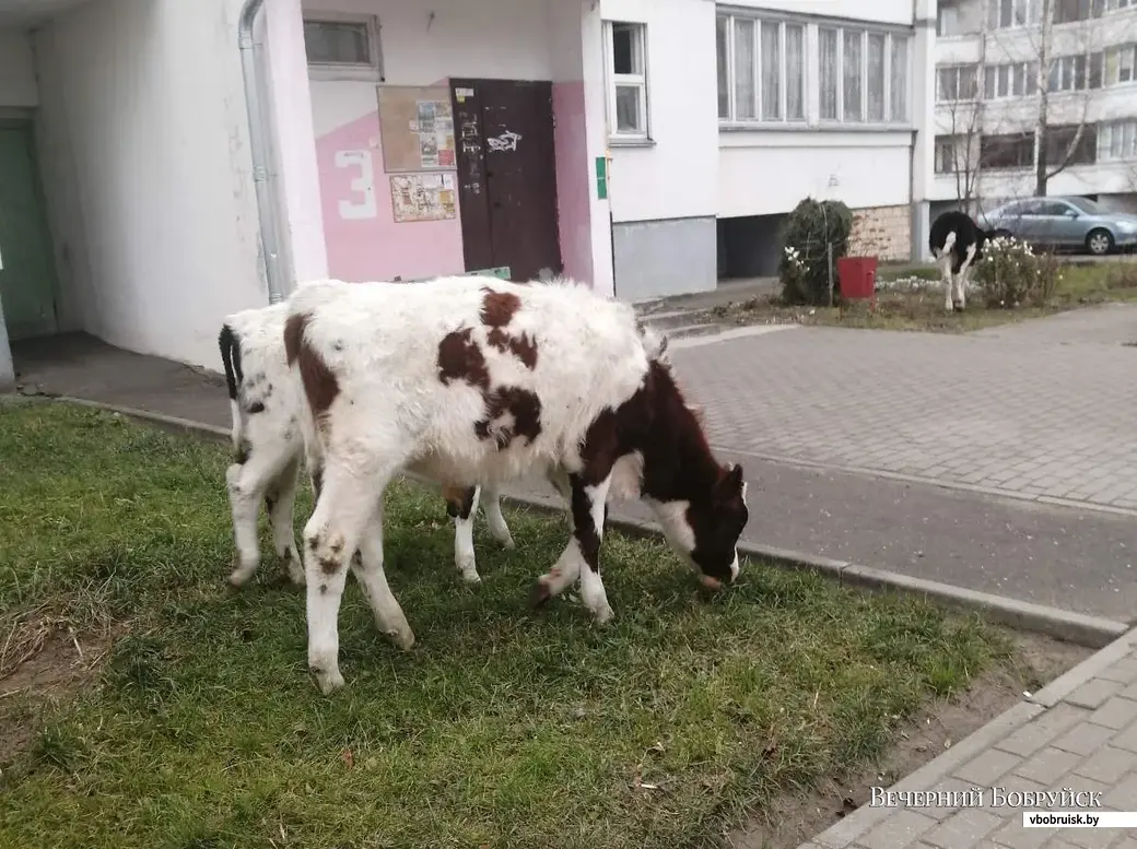 Коровы свободно гуляют в Бобруйске по улице Шинной. Фотофакт | bobruisk.ru