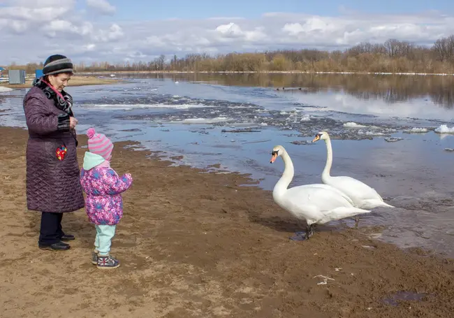 На городском пляже Бобруйска поселились лебеди