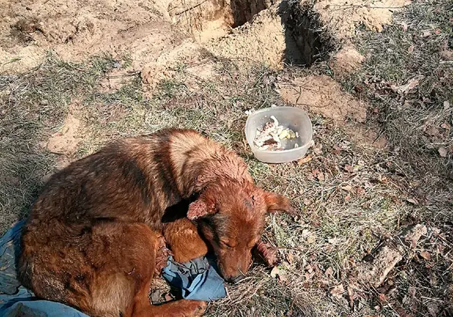 Под Солигорском заживо закопали собаку. Ее спасли, но требуется помощь