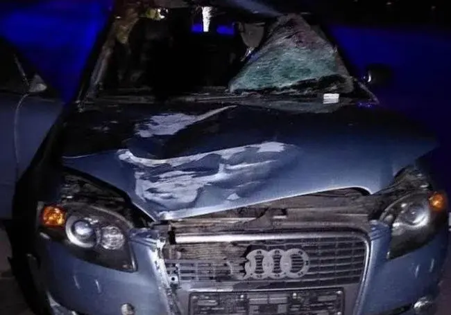 В Осиповичском районе автомобиль столкнулся с лосем. Погиб пассажир