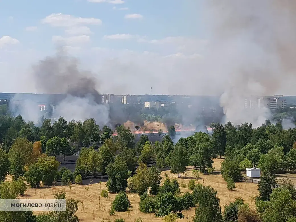 В городском парке Могилева был пожар: загорелась сухая трава | bobruisk.ru