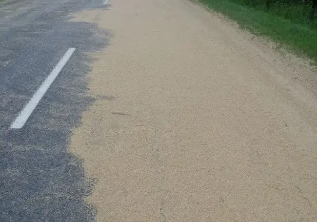 3,5 тонны зерна на дороге. В Осиповичском районе во время движения у МАЗа открылся борт