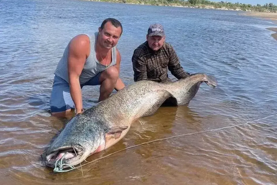 Сом 100 кг. Самый большой сом.