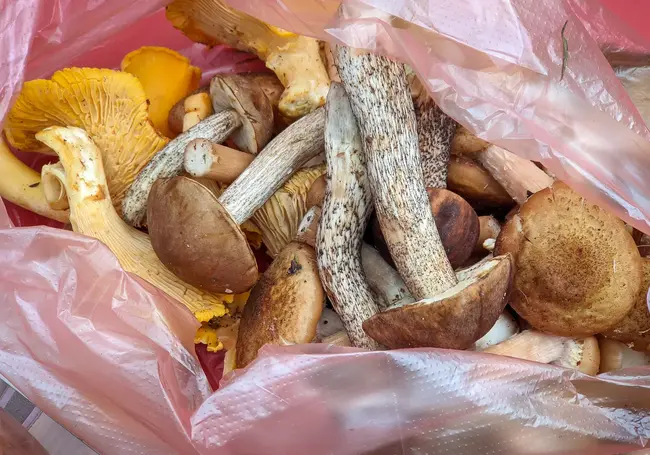 14 человек отравились грибами в Могилевской области с начала года
