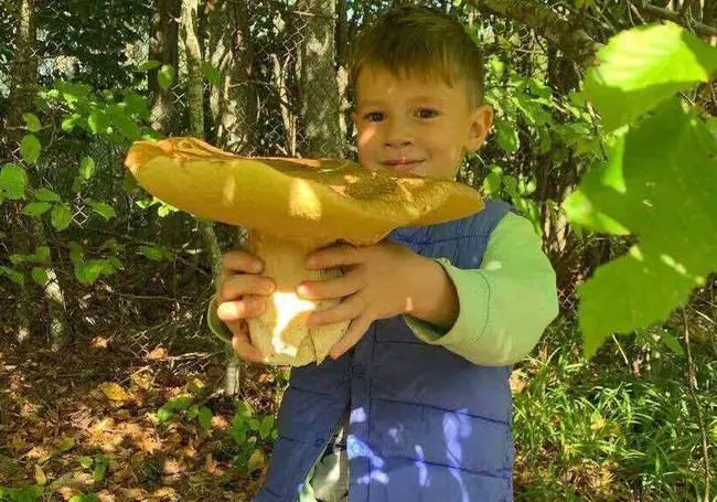 «Грибалка» с Кексом, грибы во дворе и ежовик коралловидный. Фотоконкурс «Тихая охота» продолжается