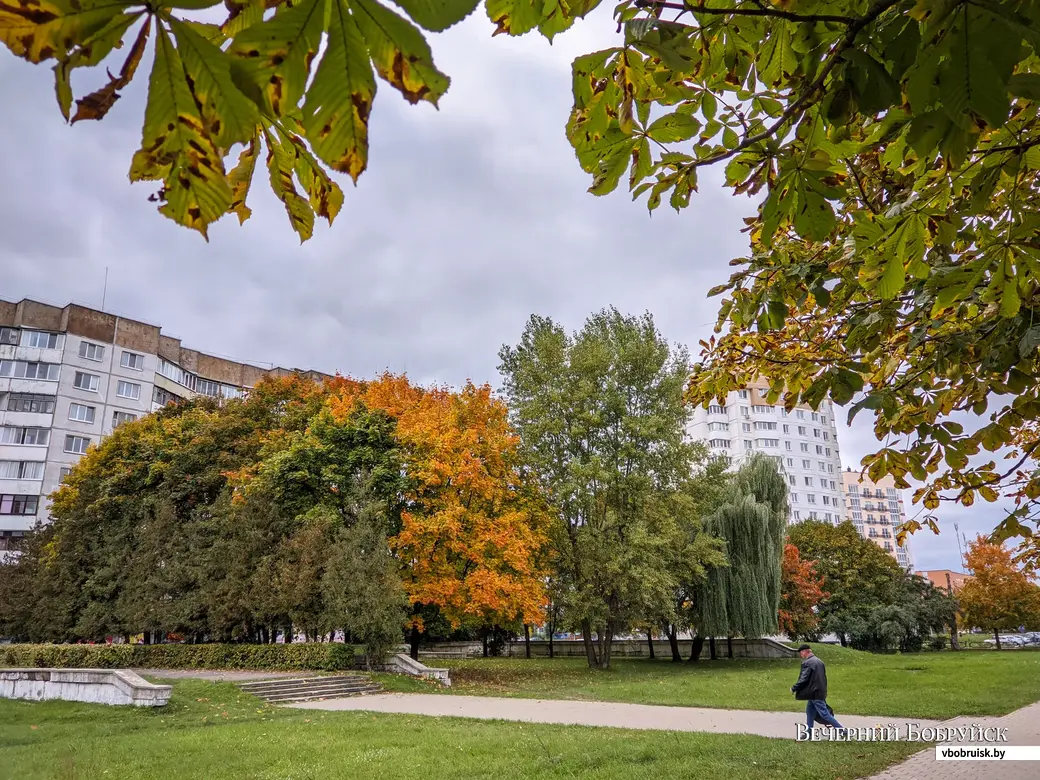 Ивы с «прическами» и ясень на Гагарина. Фотозарисовки Бобруйска |  bobruisk.ru