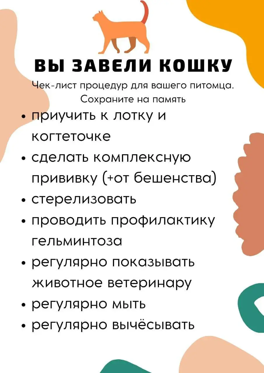 Чек-лист процедур, которые нужно будет провести, если вы завели кошку |  bobruisk.ru