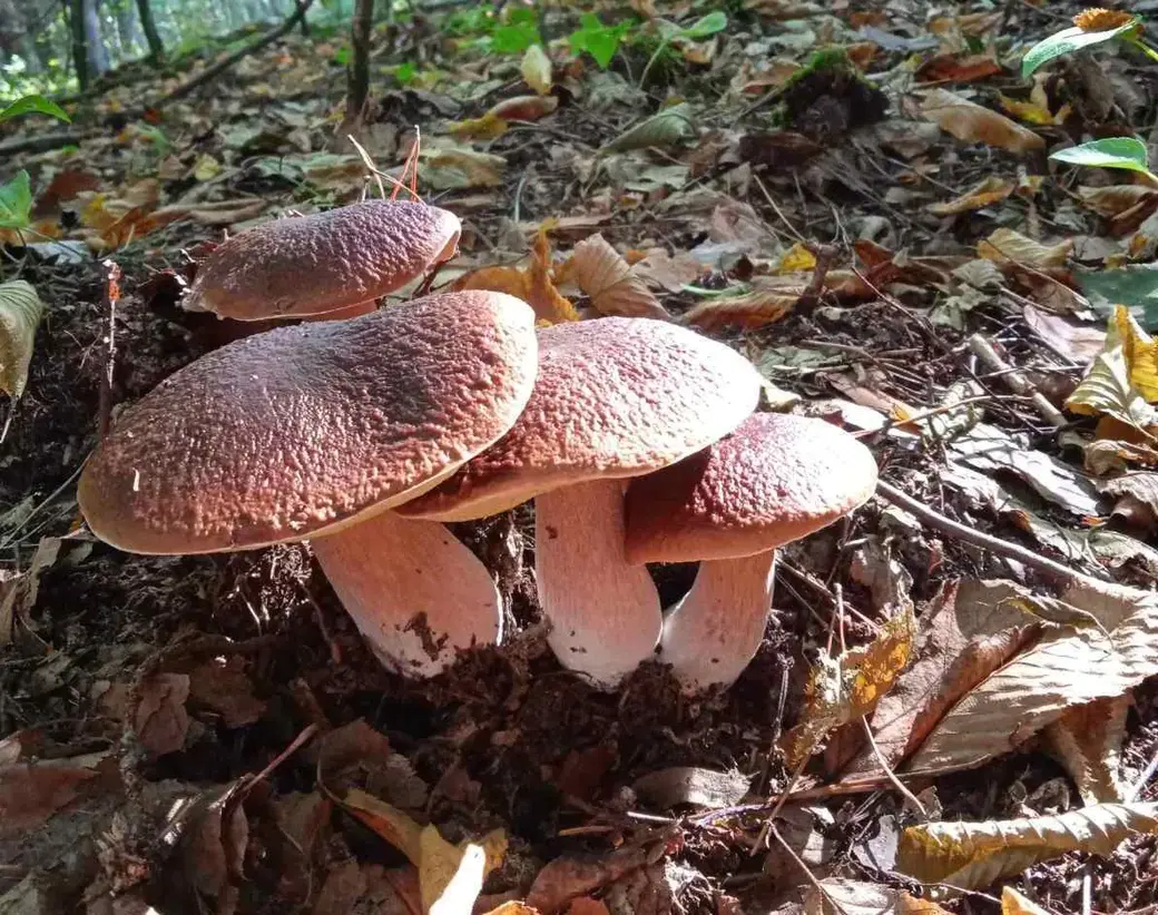 Боровик с цветком, рецепт-бомба из колпаков и вешенки на икру. Фотоконкурс  «Тихая охота» продолжается | bobruisk.ru