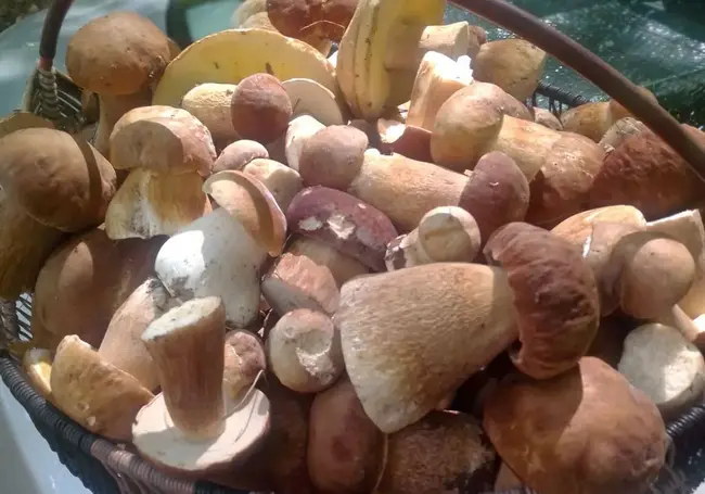 «Жена даже ругается, что много грибов приношу». Фотоконкурс «Грибной улов» продолжается