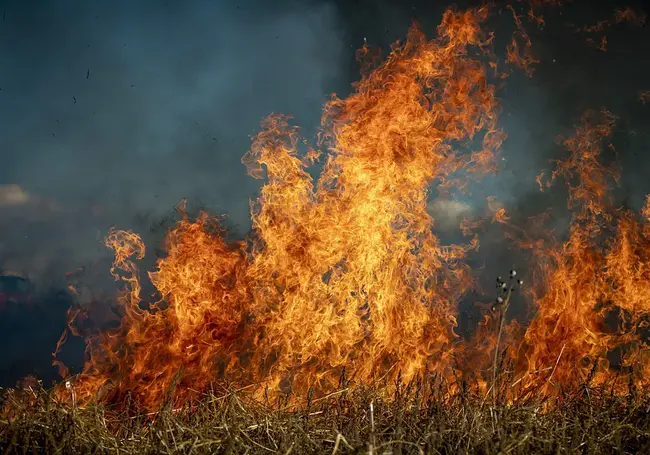 7 пожаров травы и кустарников ликвидировали за сутки в Могилевской области