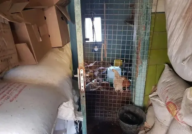 В Осиповичах на пожаре погибло 2 тысячи цыплят