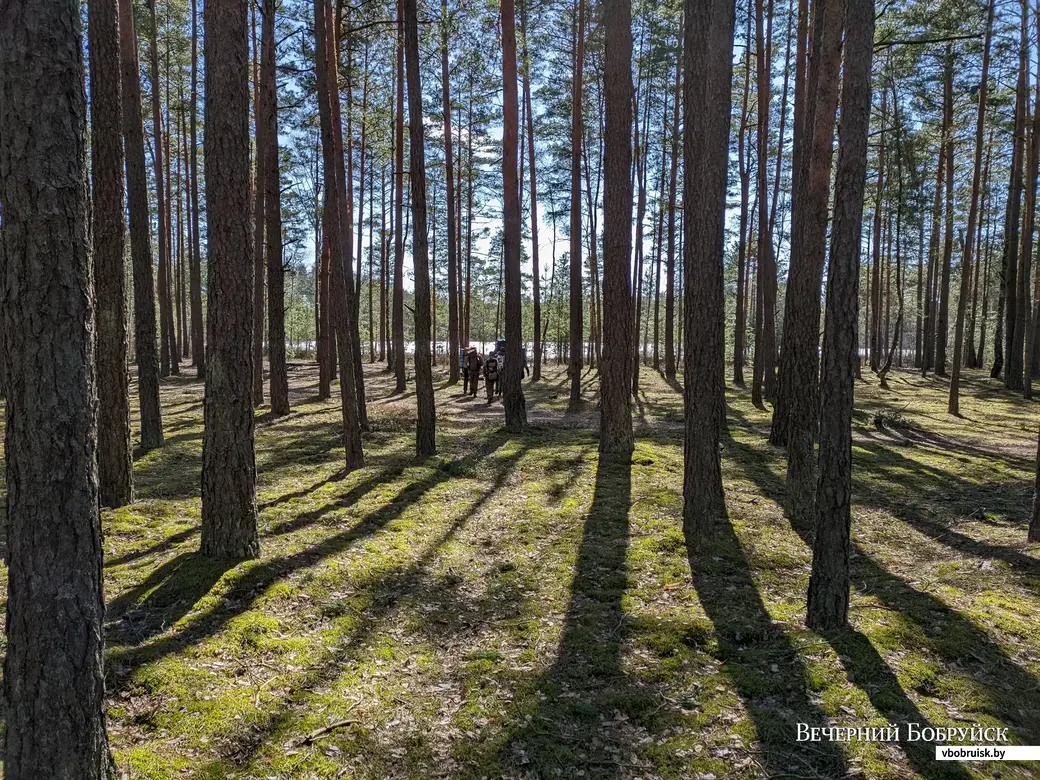 Поиски заняли час. В лесу под Бобруйском нашли человека | bobruisk.ru