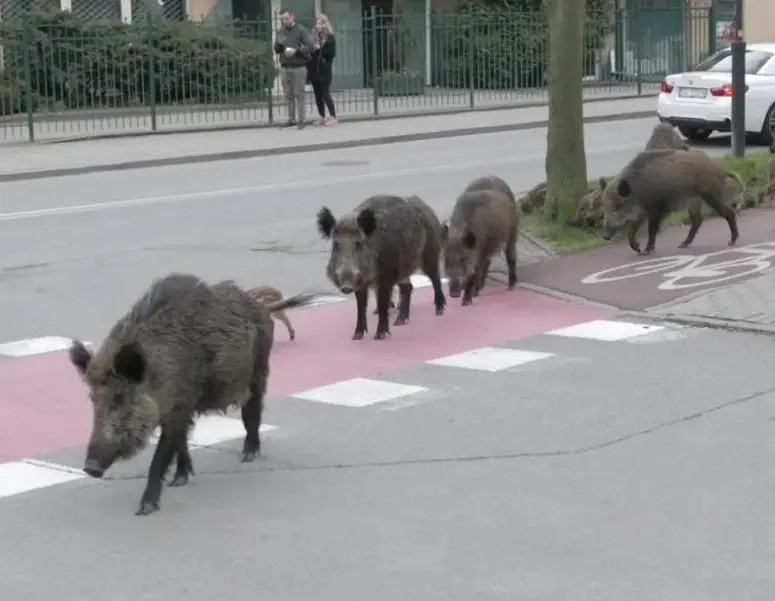 Смелая модель из Польши трахается перед вебкой со своим приятелем