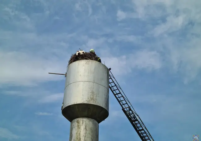 В Кировске спасли аиста, застрявшего на водонапорной башне