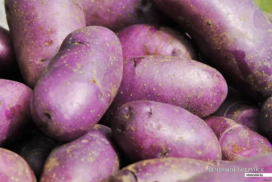 Фиолетовый картофель: отзывы, описания, фото