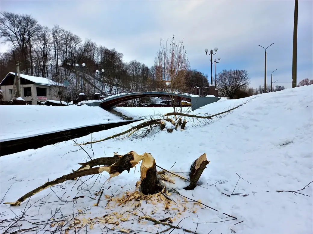 В самом центре Могилева по-стахановски трудятся бобры. Фотофакт |  bobruisk.ru