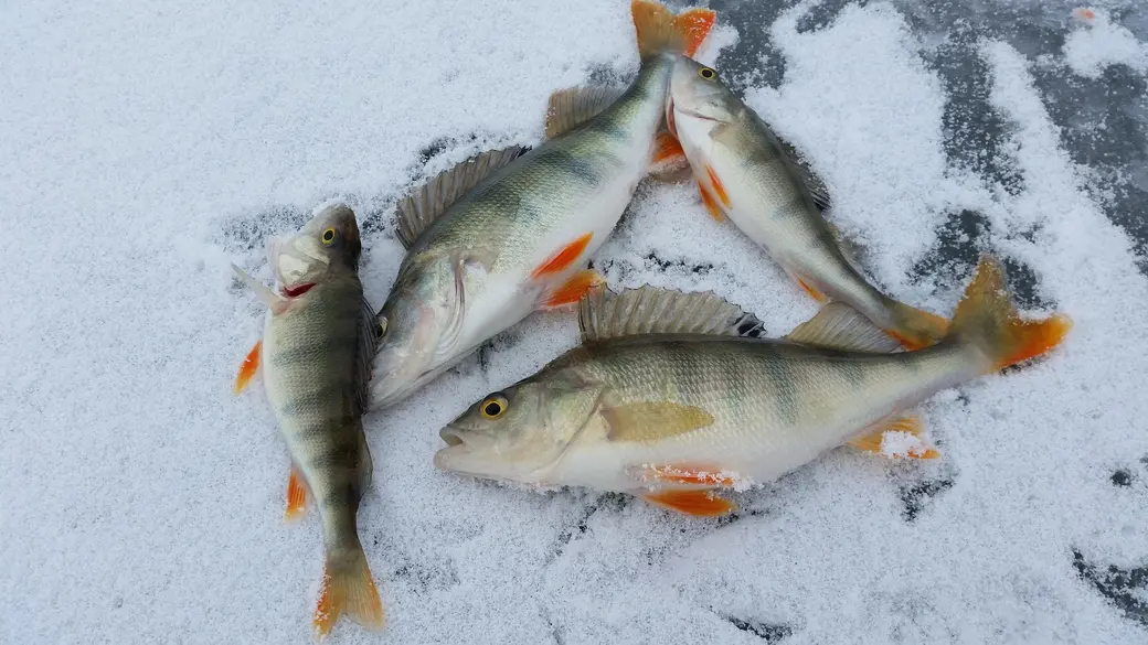Топ-10 ледобуров для зимней рыбалки — рейтинг 2023