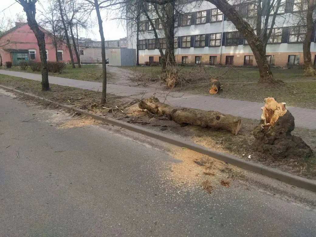 Сильный ветер в Бресте валил деревья и снес утеплитель с дома. Фотофакт |  bobruisk.ru