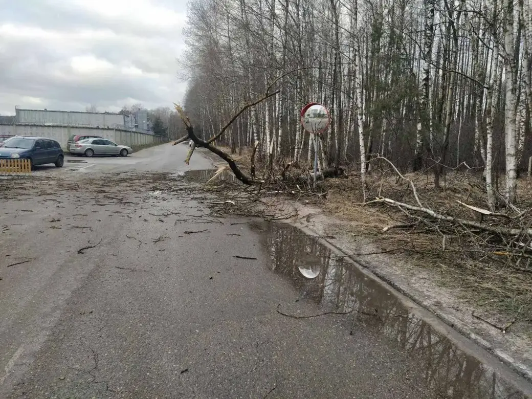 Сильный ветер в Бресте валил деревья и снес утеплитель с дома. Фотофакт |  bobruisk.ru