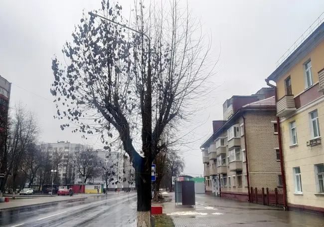 В центре Бобруйска растет тополь, над которым не властны время и погода