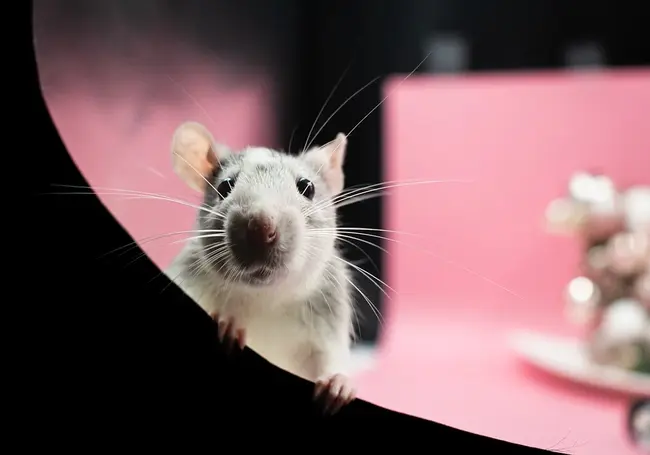 «Подарили декоративную крысу. Как за ней ухаживать?» Комментирует бобруйский ветеринарный врач