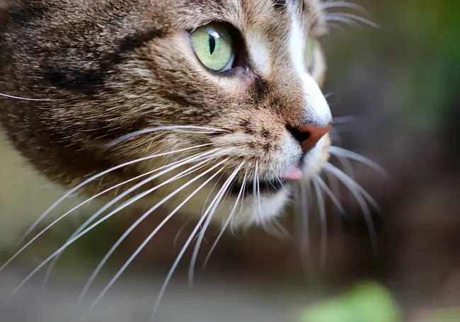 Валерьянка для кошек: безопасное решение или потенциальная опасность?