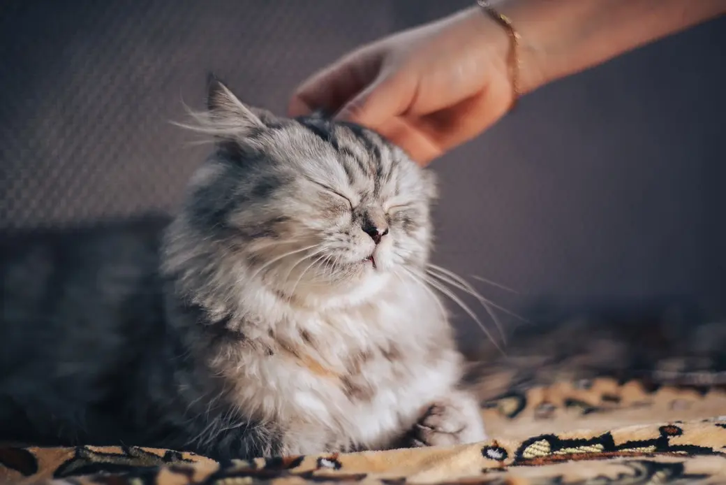 Боятся ли кошки щекотки: любопытное открытие | bobruisk.ru