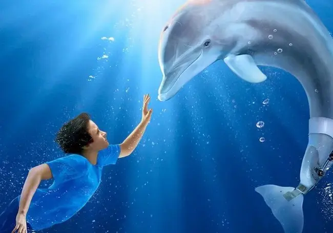 Что посмотреть: пять фильмов про китов и дельфинов, которые сделают вас ближе к океану