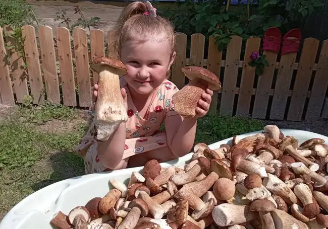 Ванна боровиков и «многодетный» пенек. Наш фотоконкурс «Грибалка удалась!»