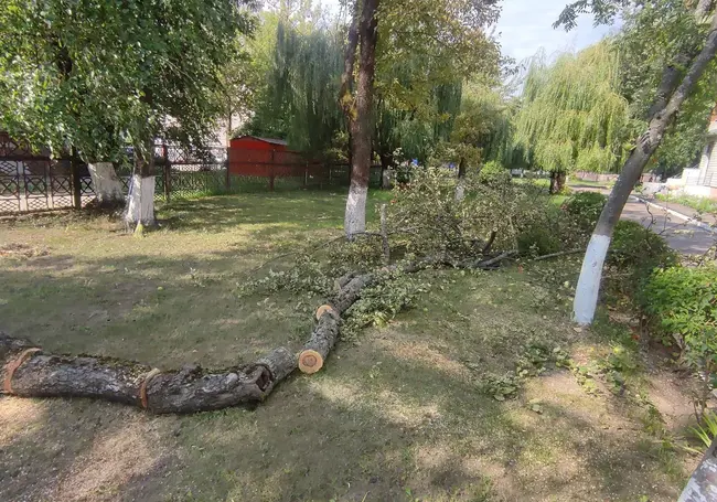 Шторм в Бобруйске и прилегающих районах: поваленные деревья и обесточенные деревни (дополнено)